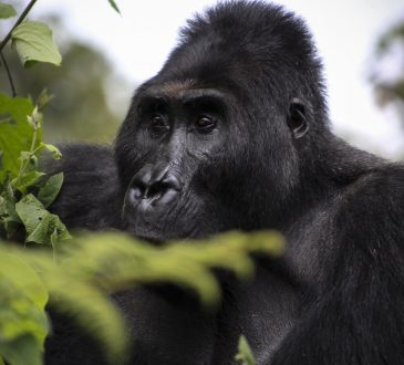 Silverback gorilla Bonane. Parc National de Kahuzi Biega à l’Est du Congo Photo crédit